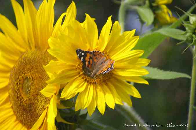 ../Images/MonarchSunflower.jpg